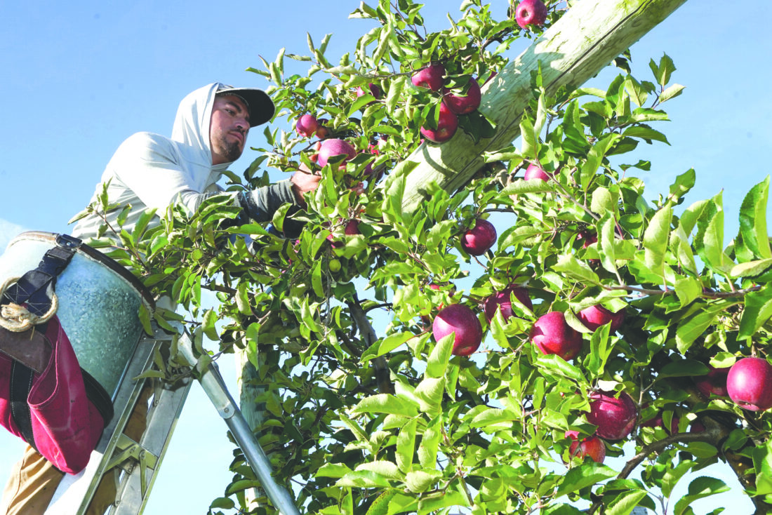 Michigan Tree Fruit Commission invests in productive MSU research